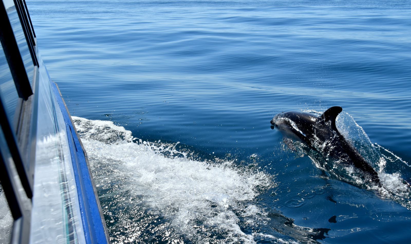 dolphin tour in hilton head island
