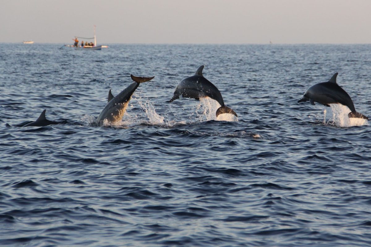 Dolphin and Nature Tour near Hilton Head Island Beach & Tennis Resort