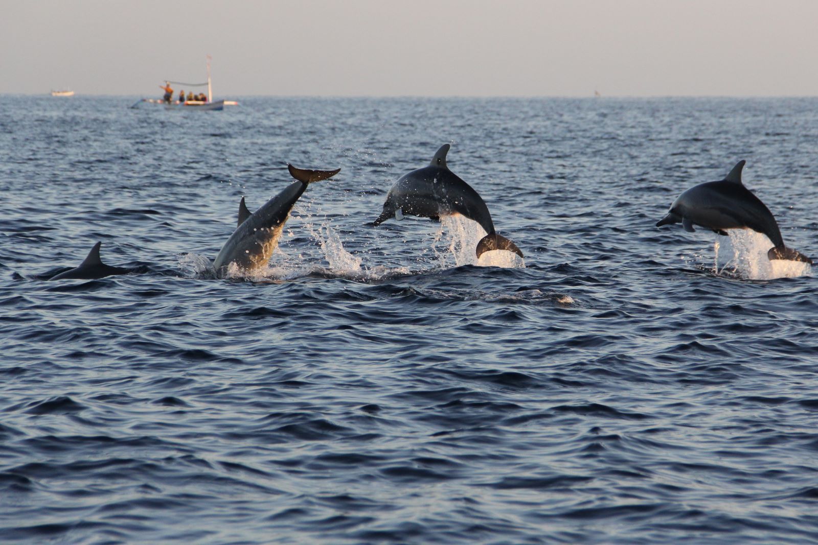 Dolphin and Nature Tour near Hilton Head Island Beach & Tennis Resort