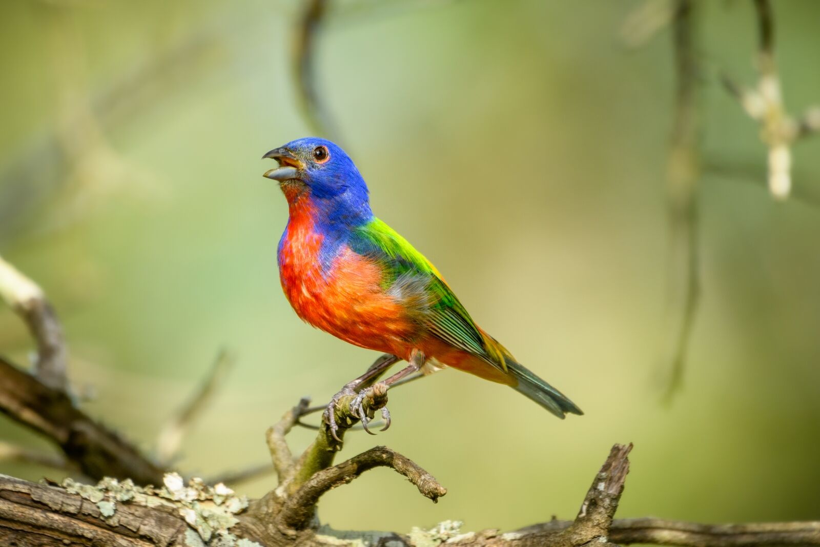 Male painted bunting in forest.