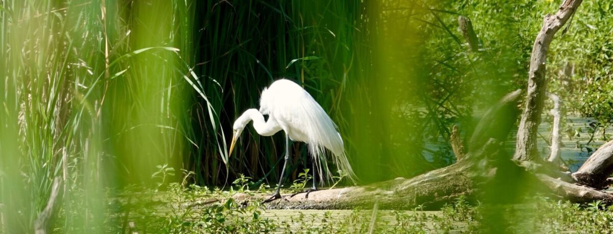 An egret in Pinckney Island refuge.