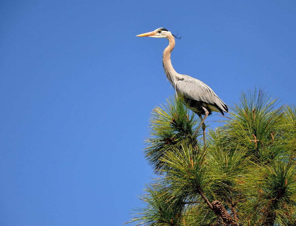 Birding on Hilton Head Island