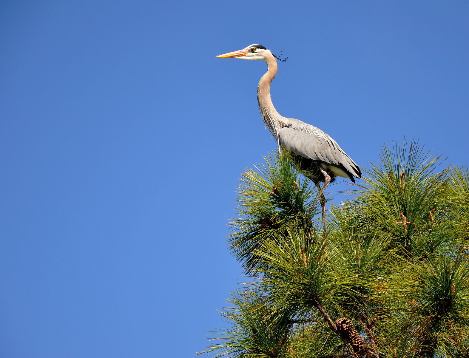 Birding on Hilton Head Island