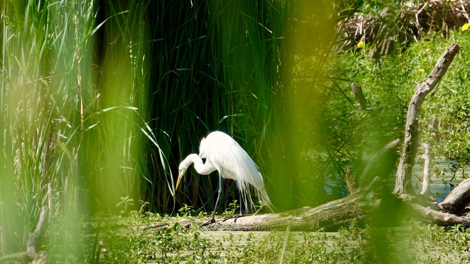 Hilton Head Island egret